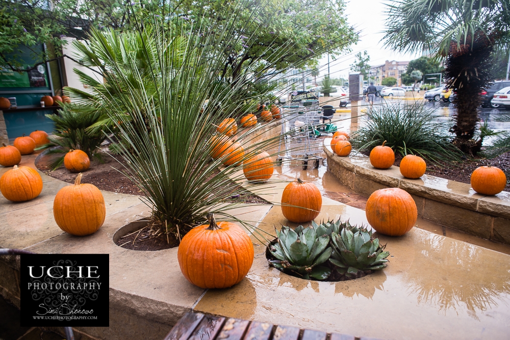 20141011.whole pumpkin line