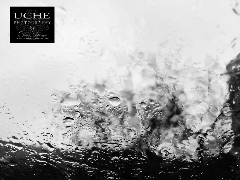 20160310.070.mobile365.rainy day bare branches
