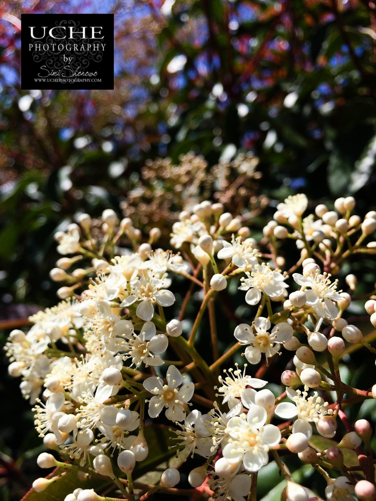 20160327.087.mobile365.easter blooms