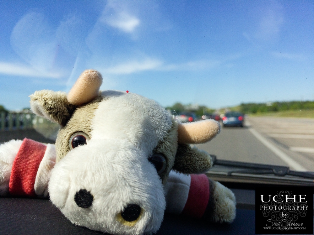 20160405.096.mobile365.cow ride along