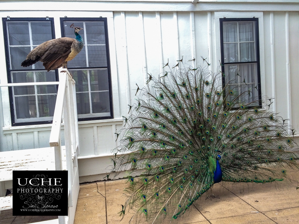 20160414.105.mobile365.peahen peacock