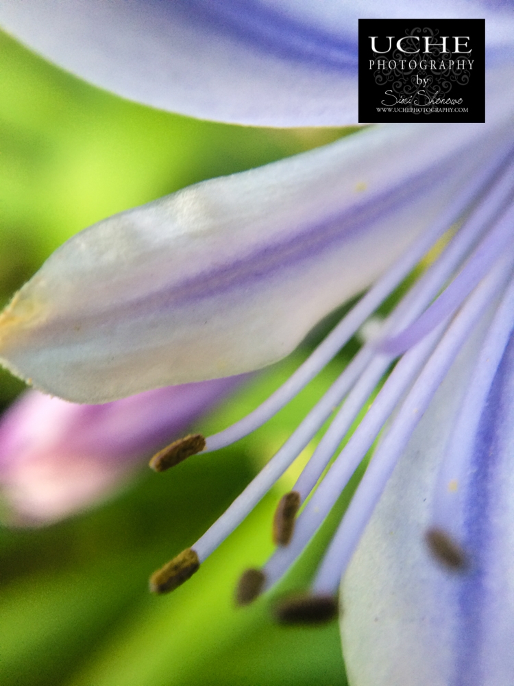 20160513.134.mobile365.purple pink green