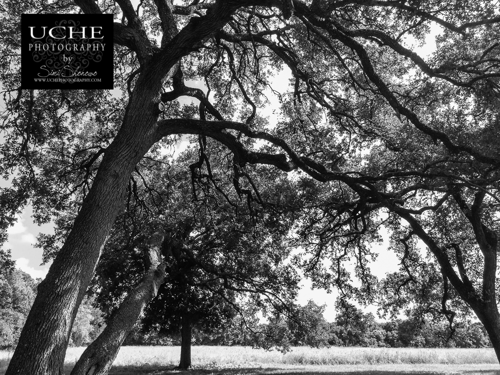 20160528.149.mobile365.vineyard at chappel lodge oaks