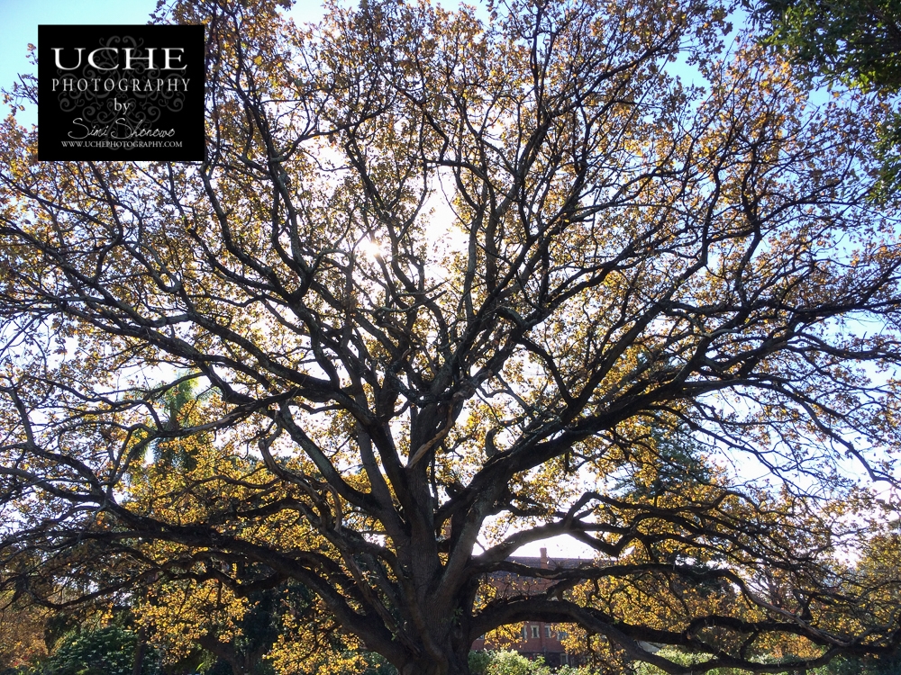 20160614.166.mobile365.st george's tree cover