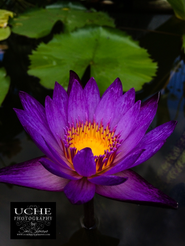 20160709.191.mobile365.open lotus