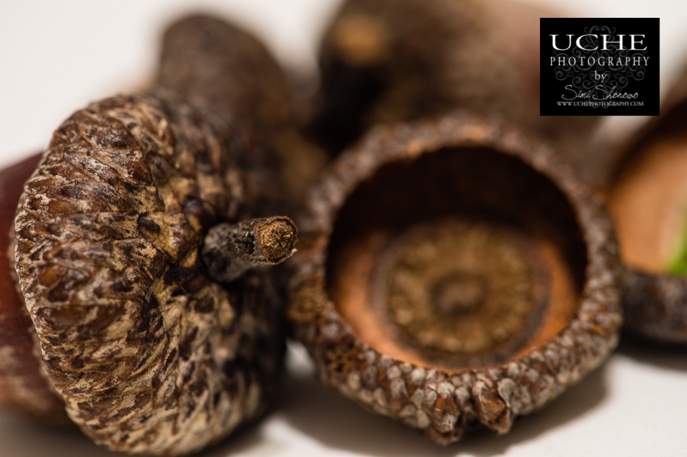 20150112.012.365.acorns