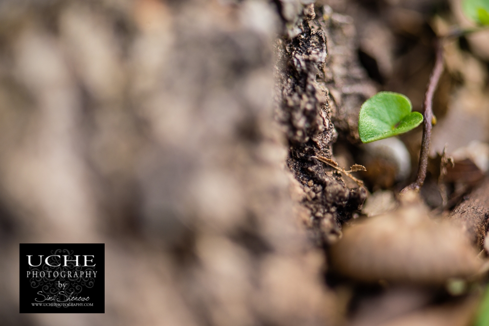 20150220.051.365.heart on a vine.jpg