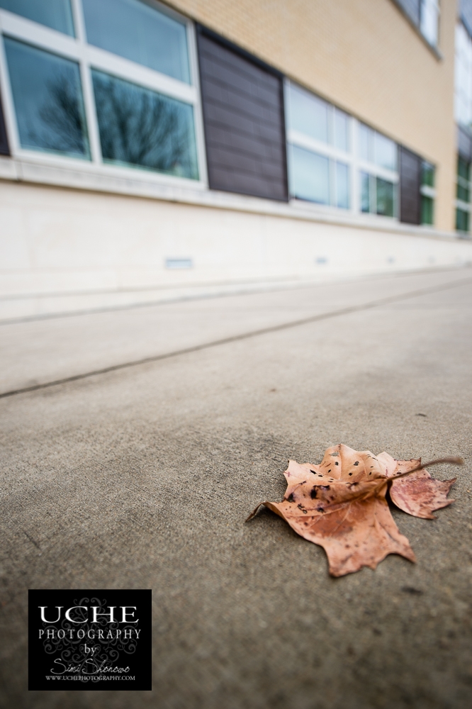 20150221.052.365.leafing it up.jpg