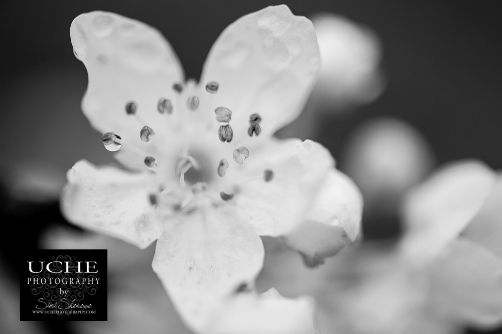20150304.063.365.a drop of pollen?.jpg