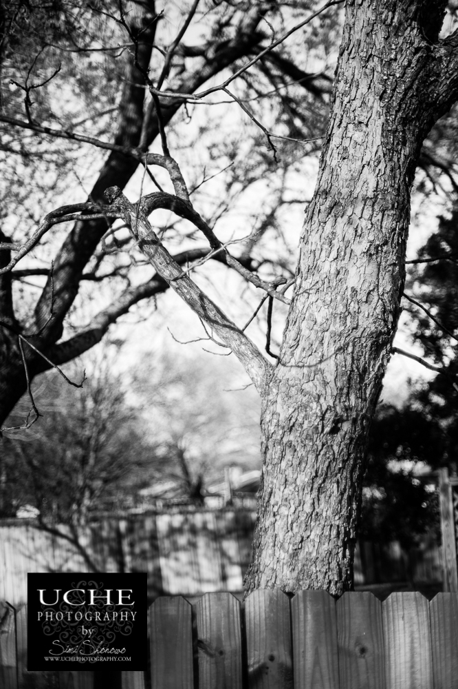 20150305.064.365.tentacled tree!.jpg