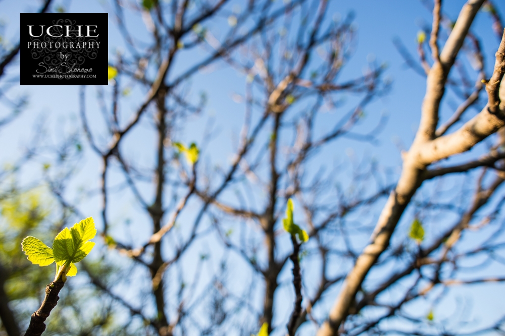 20150323.082.365.green flecks.jpg