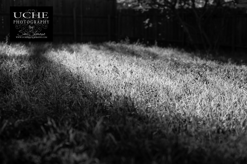 20150328.087.365.light spilt in.jpg