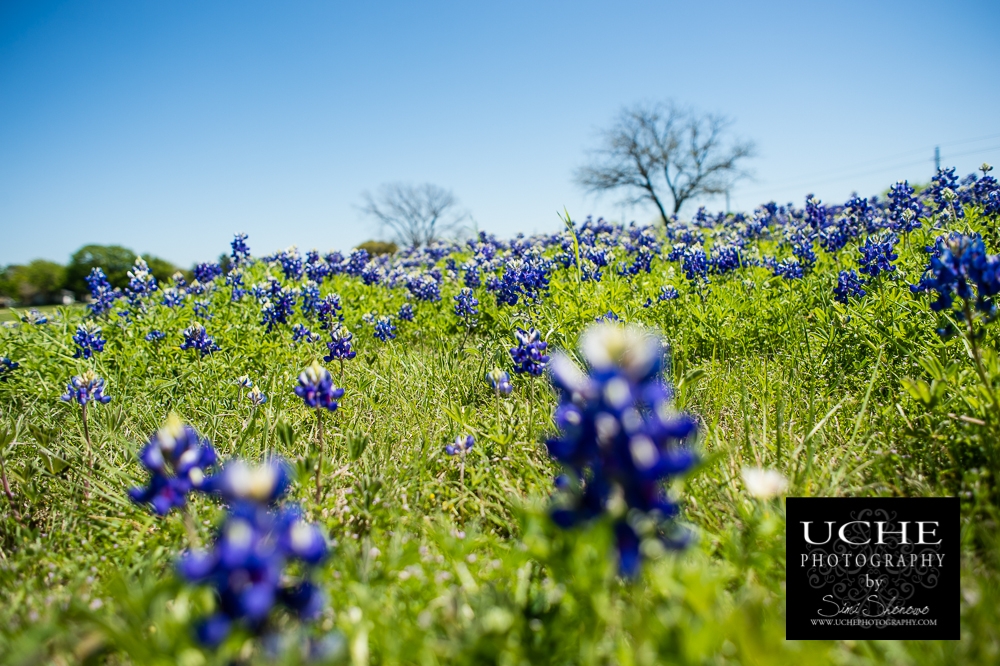 20150329.088.365.bluebonnet climb.jpg