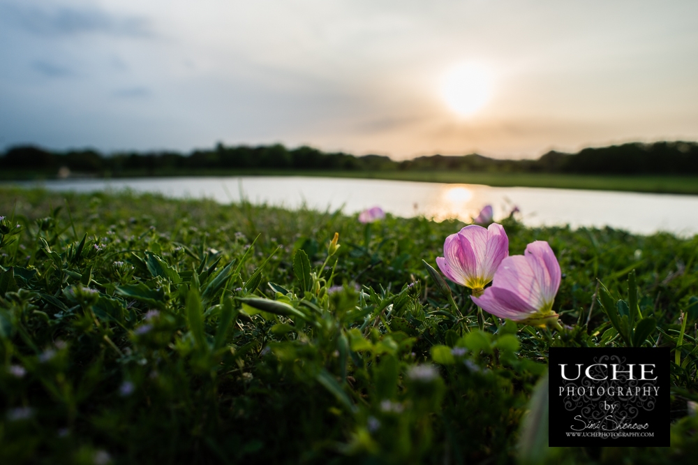 20150403.093.365.lean into the sun buttercup.jpg