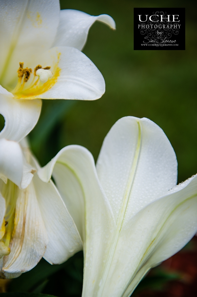 20150405.095.365.easter lilies.jpg