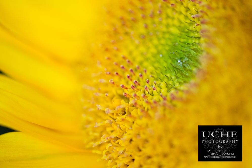 20150407.097.365.sunflower diamond.jpg