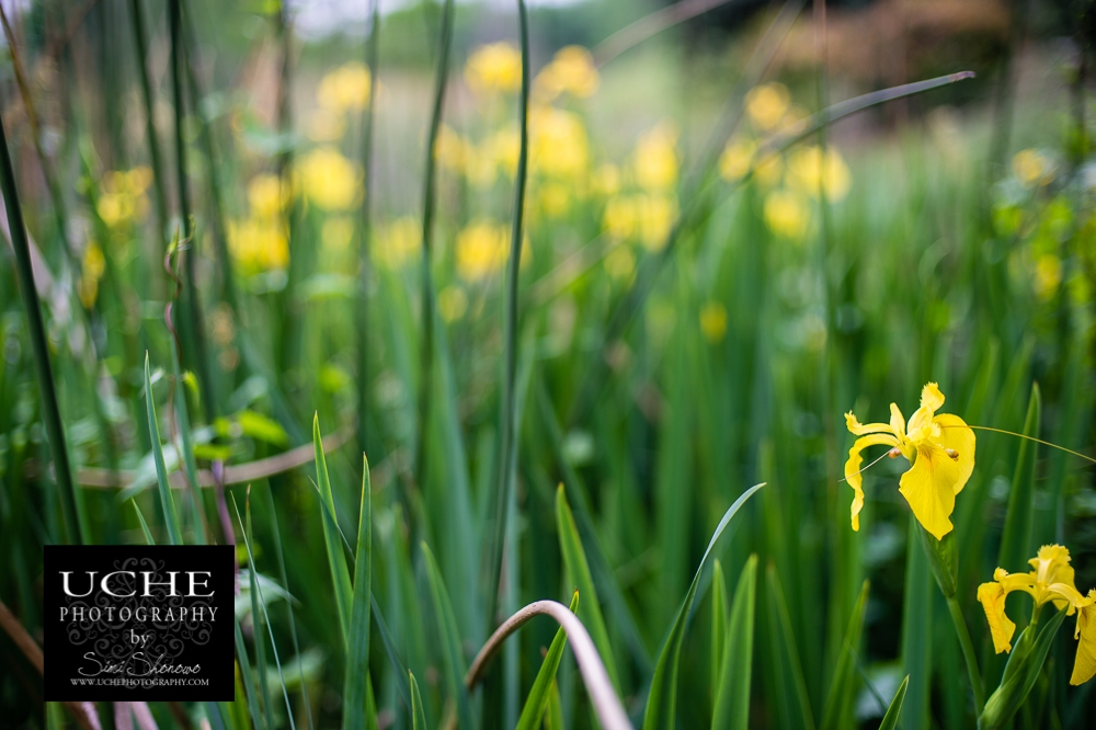 20150408.098.365.river lilies.jpg