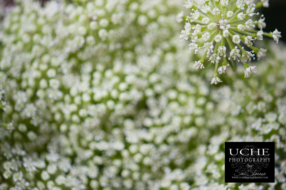 20150409.099.365.pop up flowers.jpg