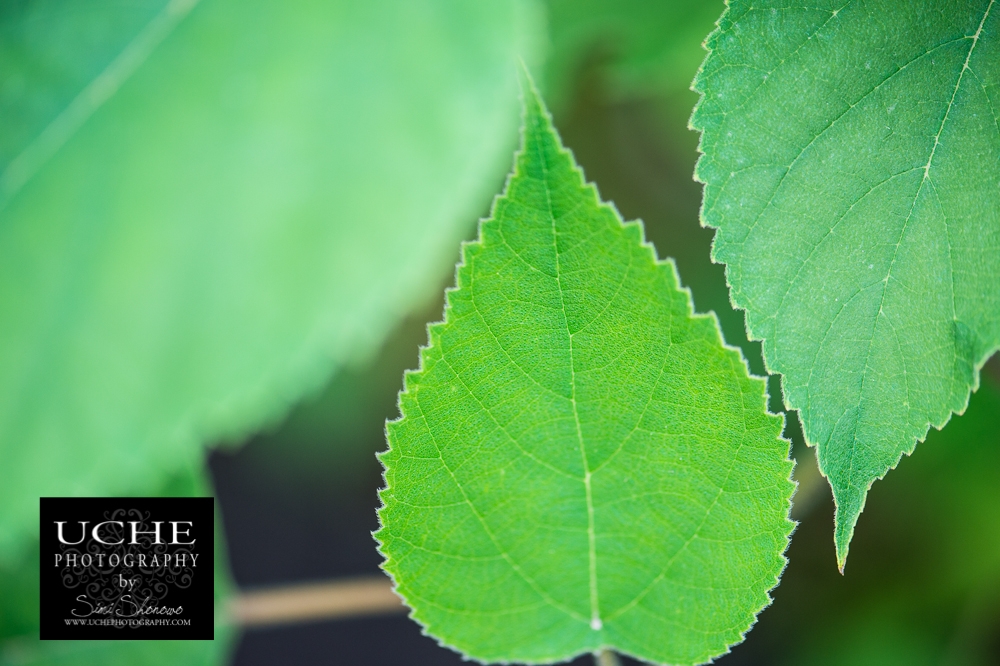 20150418.108.365.leafy zig zag in pattern.jpg