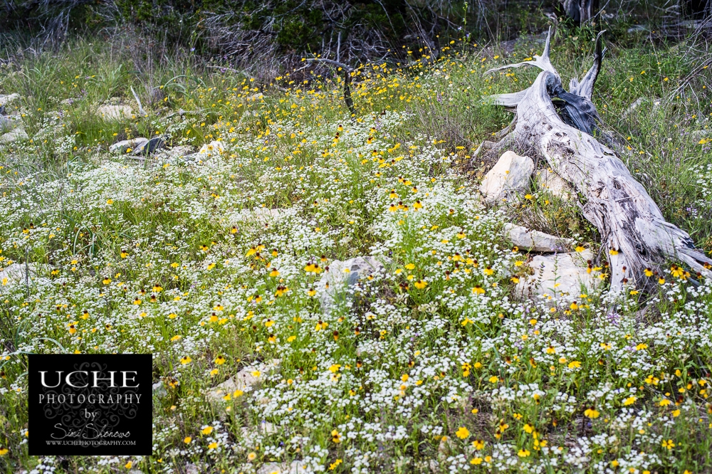20150501.121.365.log among flowers.jpg