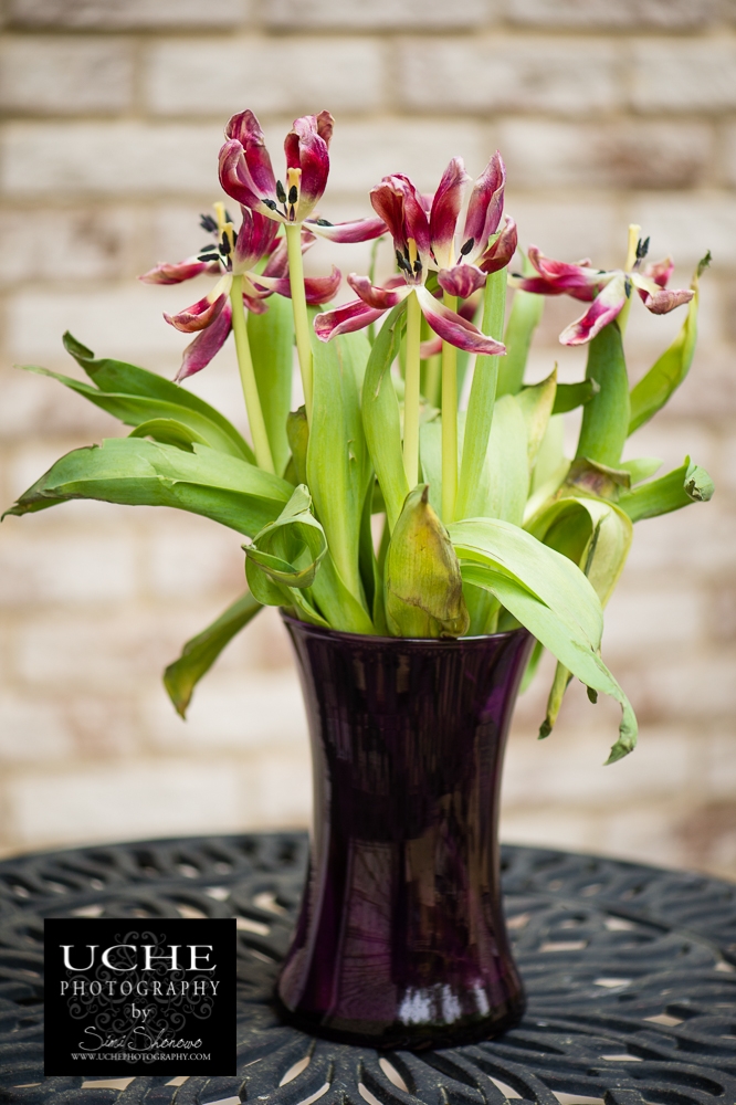 20150509.129.365.flowers for me?