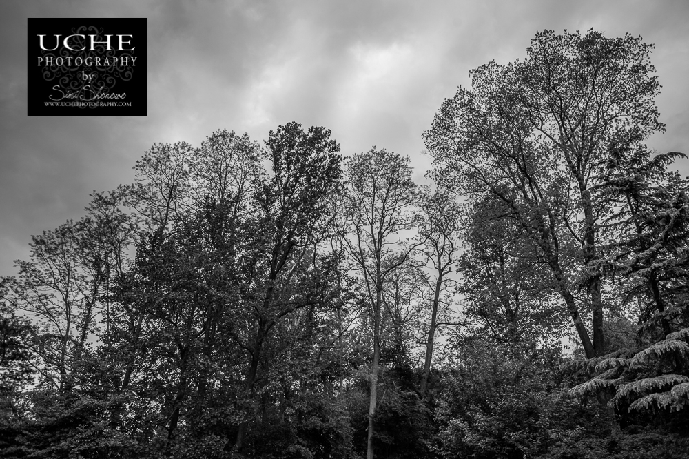 20150513.133.365.canopy in black and white