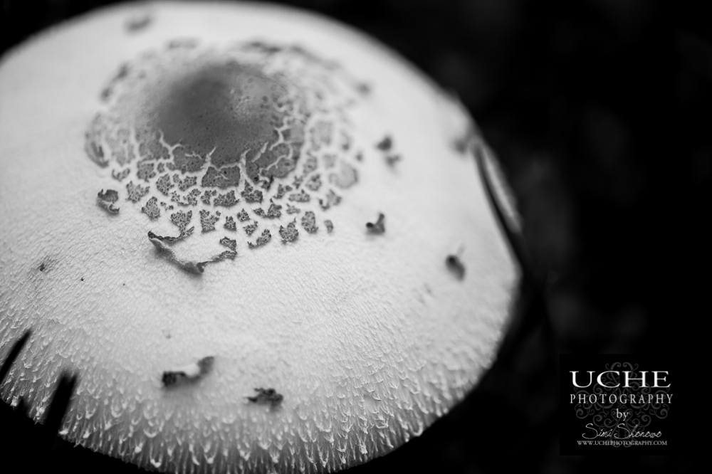 20150518.138.mushrooming details