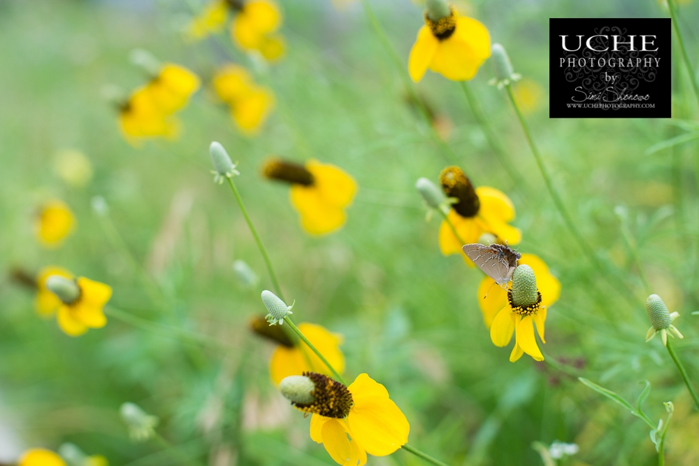 20150522.142.365.pollen harvester