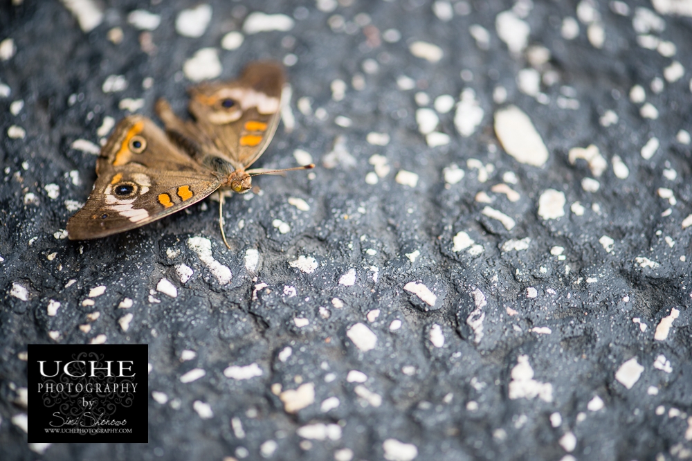 20150524.144.365.asphalt moth