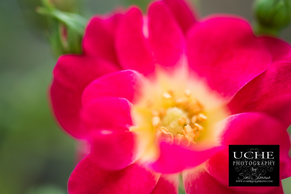 20150607.158.365.yellow anthers rise