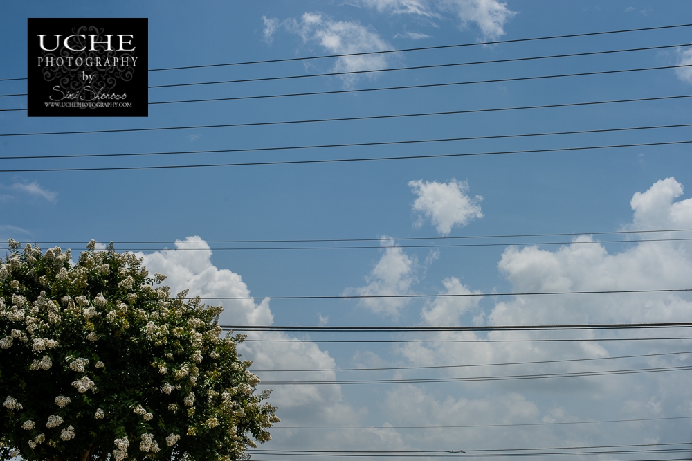 20150630.181.365.lining up a tree