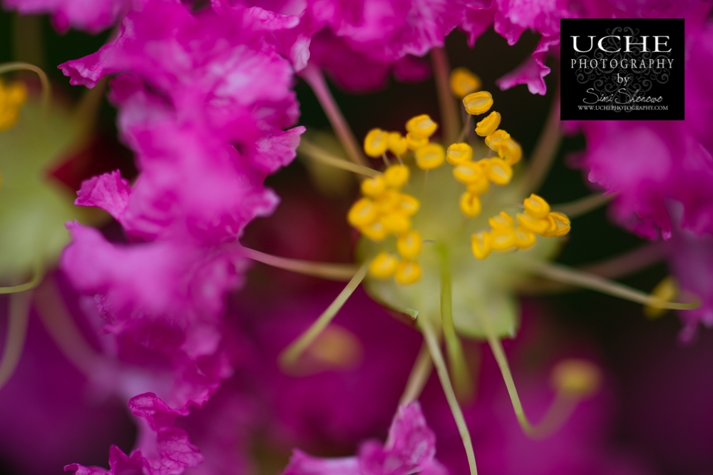 20150708.189.365.arising yellow amidst pink