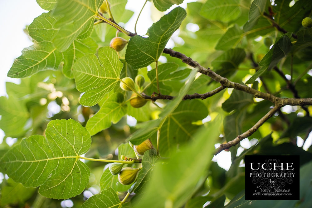 20150710.191.365.fig-uratively!?!
