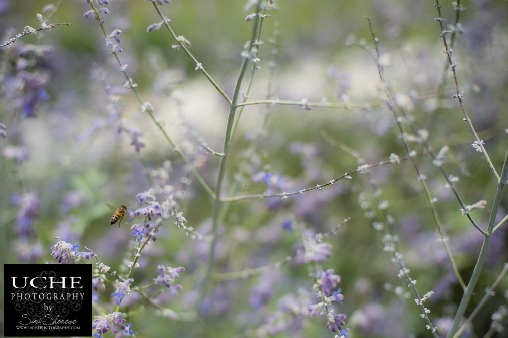 20150717.198.365.flying in purple