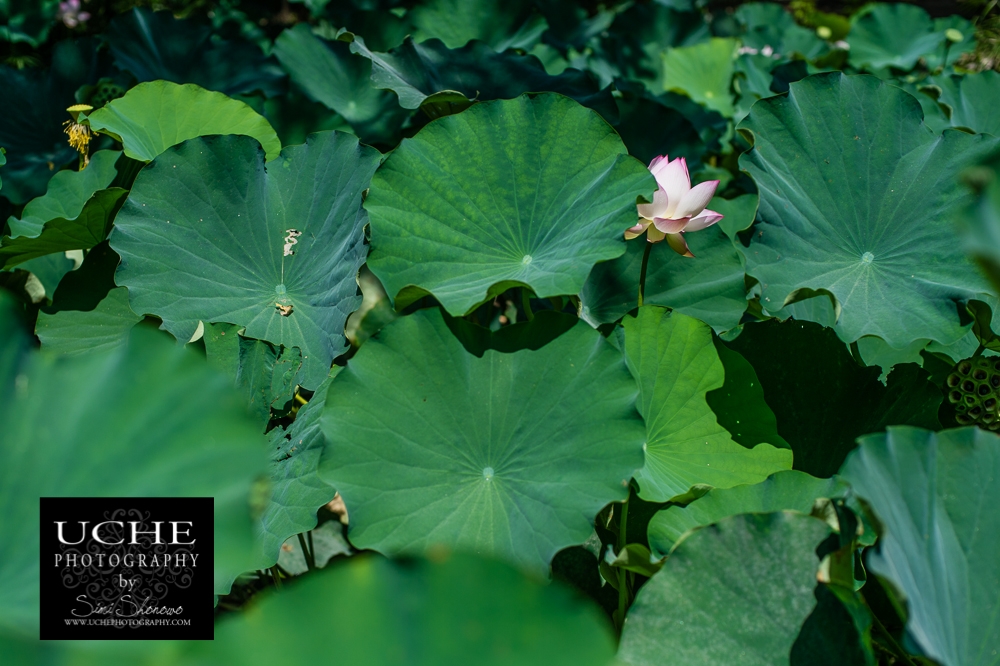 20150726.207.365.stand out in the crowd