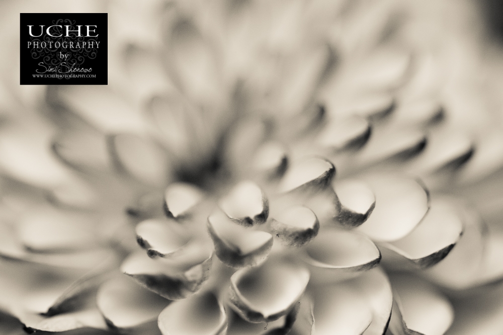 20150727.208.365.curve appeal