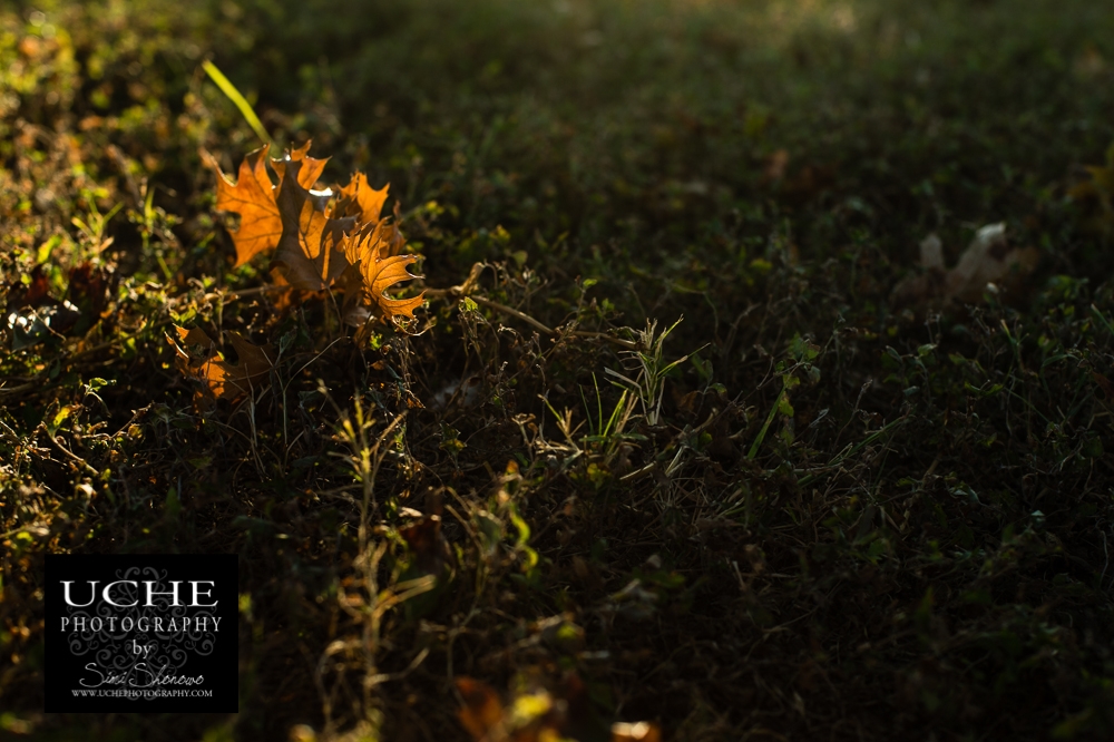 20150801.213.365.spot me a light