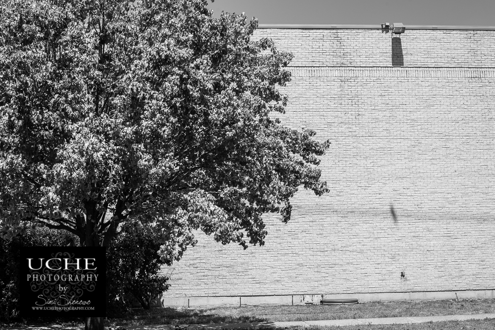 20150823.235.365.tree beside bird on wall