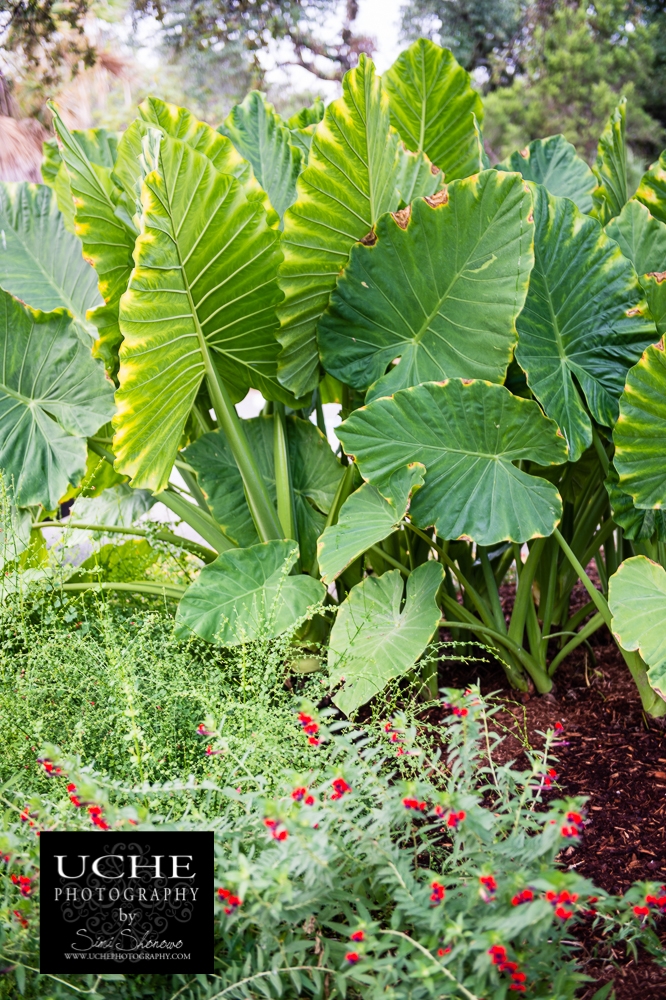 20150905.248.365.leafy greens