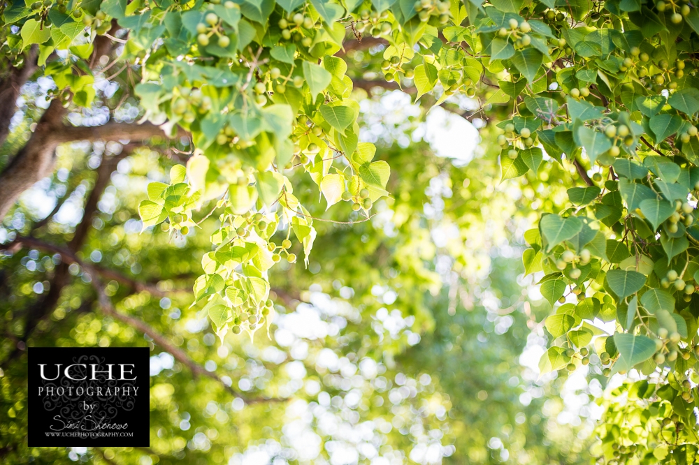 20150906.249.365.berries in light