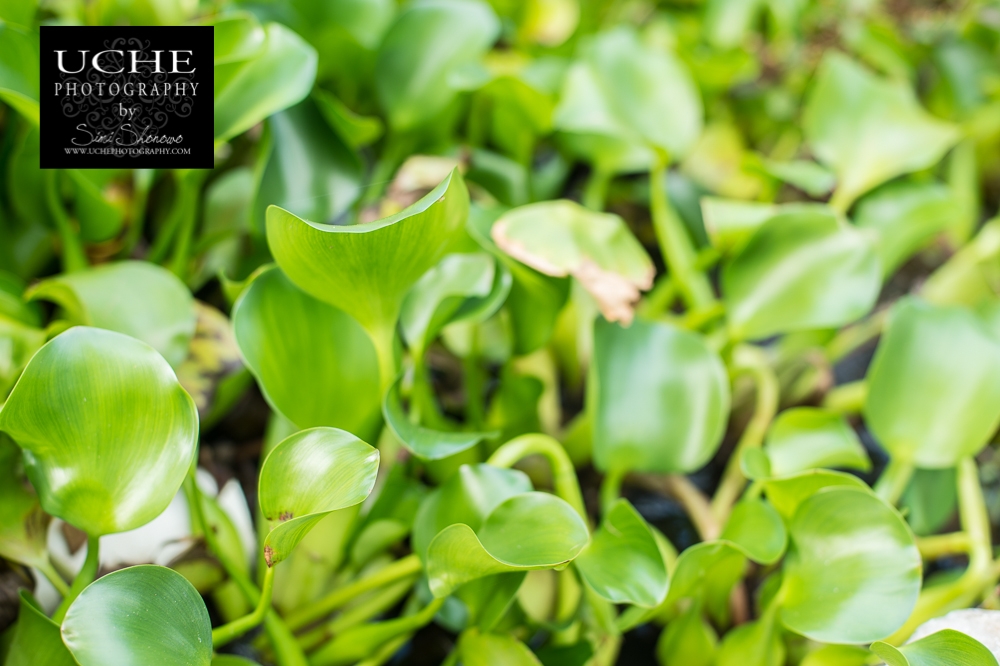 20150913.256.365.leafy green