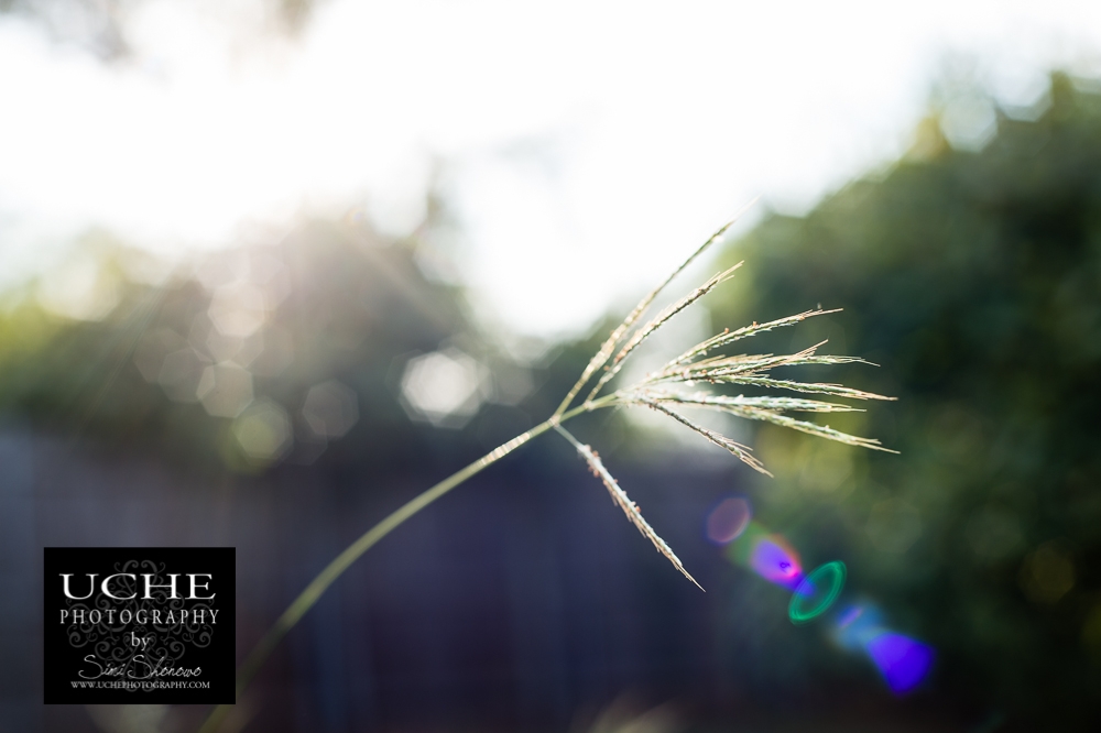 20150921.264.365.twig flare