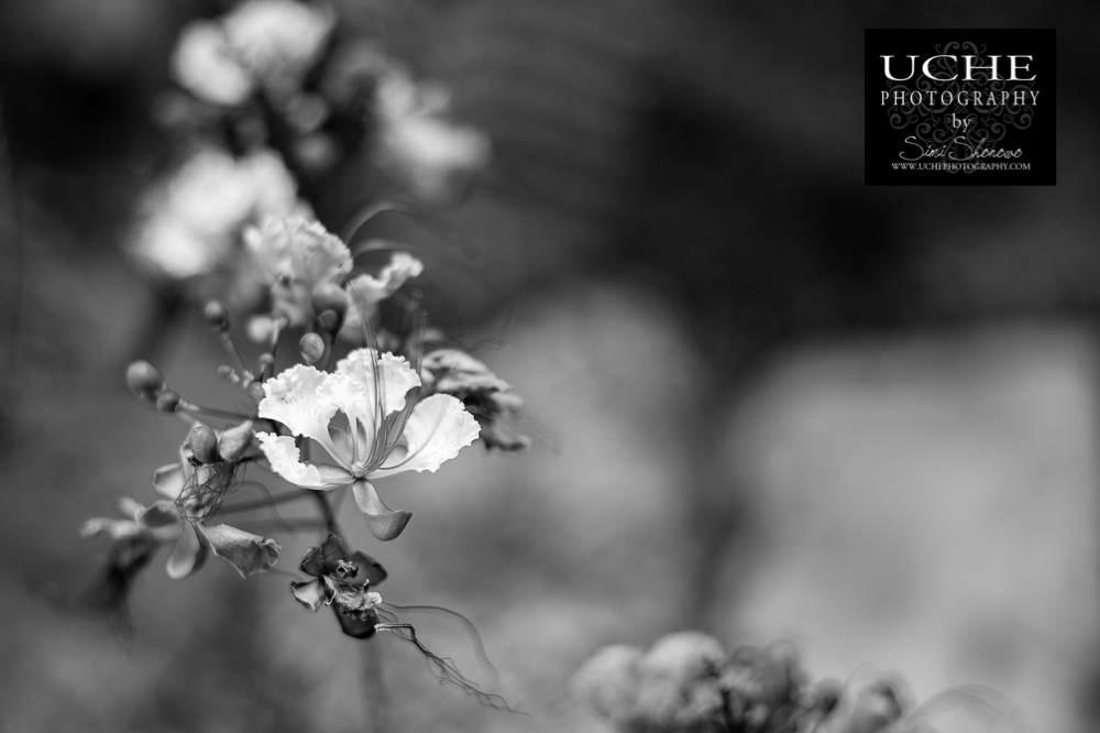20150923.266.365.rise up