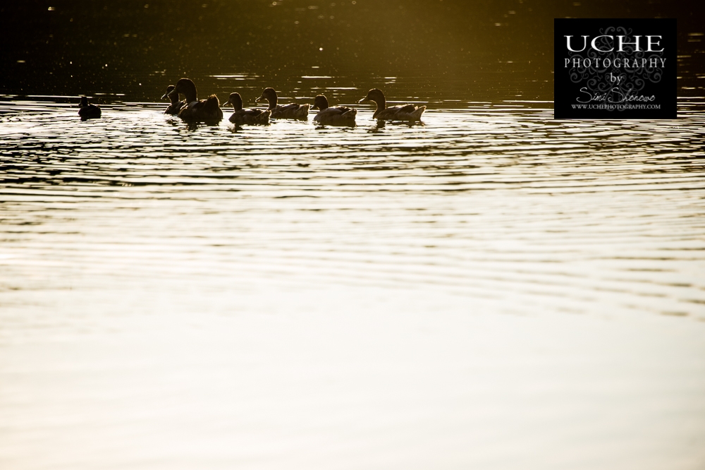 20151004.277.365.swimming out