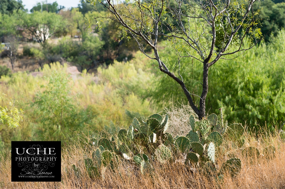 20151010.283.365.standing among cactii