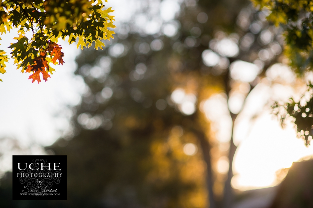 20151102.306.365.fall leaves abstract