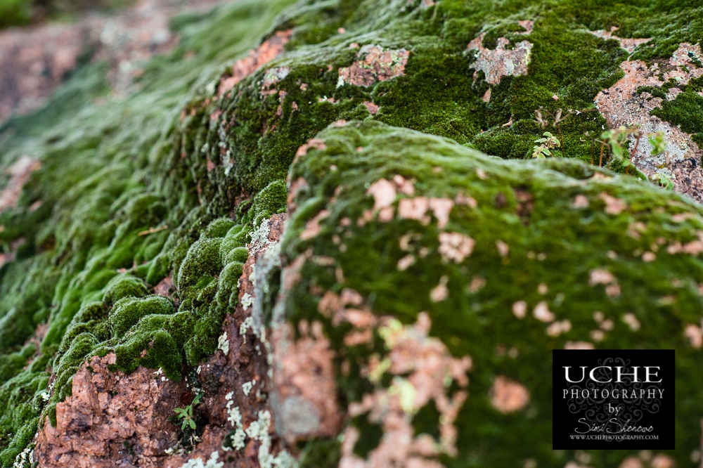 20151107.311.365.green velvet coverings