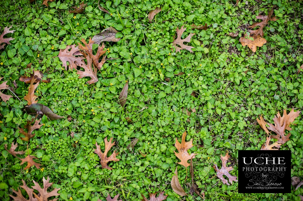 20151125.329.365.fall lawn