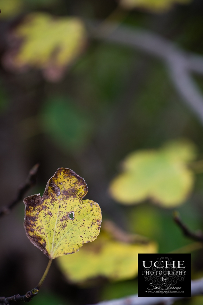 20151130.334.365.a leaf above