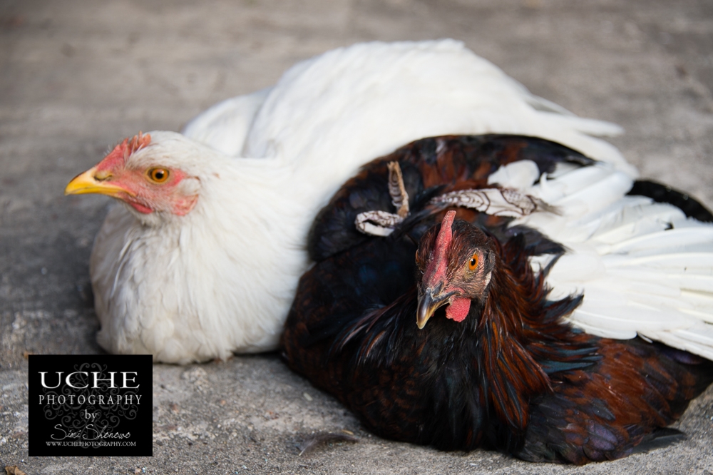 20151217.351.365.lookin' chicken
